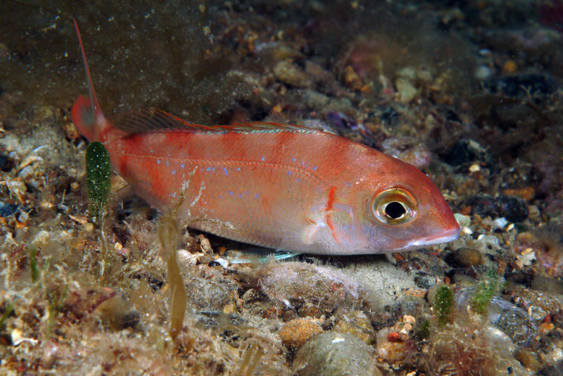 Pagrus pagrus? No, Pagellus erythrinus!